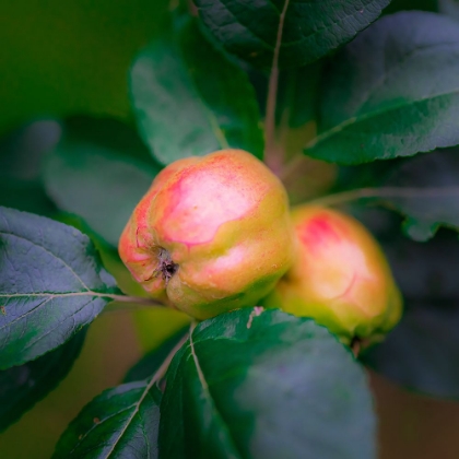 Picture of FULL FRAME OF APPLES ON BRANCH