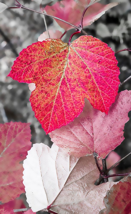 Picture of CLOSE-UP OF AN SYCAMORE LEAF RENDERED IN RED AND GREY.