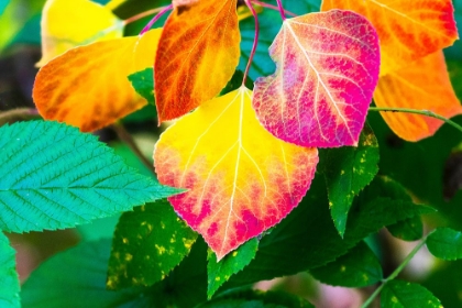 Picture of CLOSE-UP OF ASPEN LEAVES IN FALL COLORS.