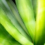 Picture of CLOSE-UP OF VIBRANT AGAVE LEAVES.