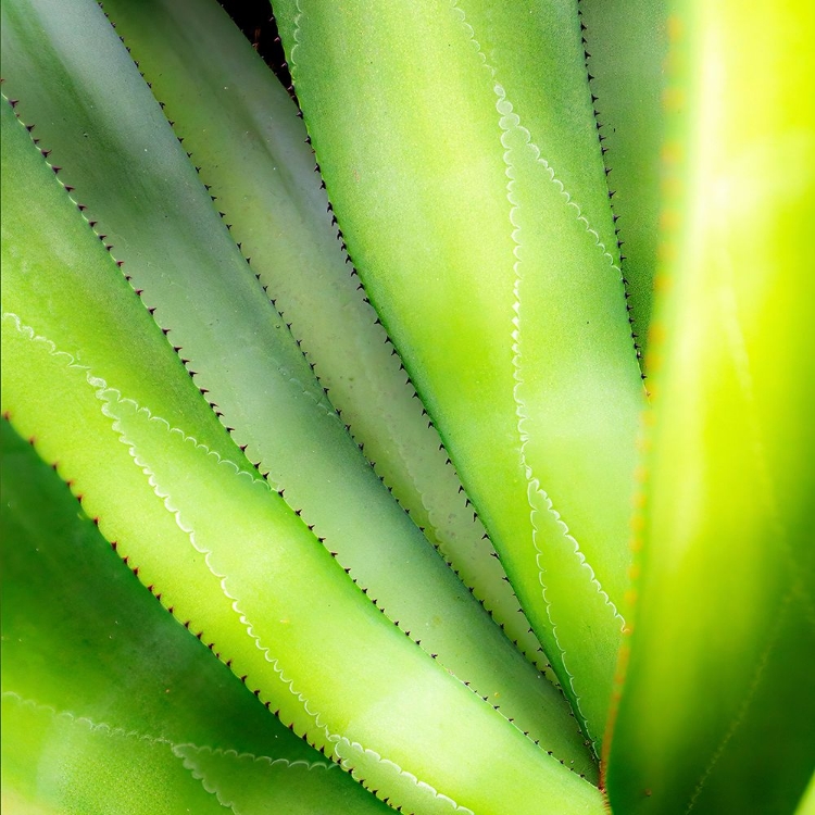Picture of CLOSE-UP OF VIBRANT AGAVE LEAVES.