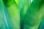 Picture of CLOSE-UP OF VIBRANT AGAVE LEAVES