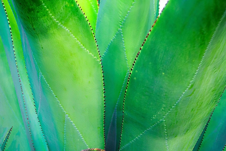 Picture of CLOSE-UP OF VIBRANT AGAVE LEAVES