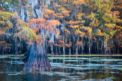 Picture of BALD CYPRESS IN AUTUMN COLOR