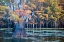 Picture of BALD CYPRESS IN AUTUMN COLOR