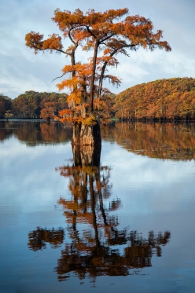 Picture of BALD CYPRESS IN AUTUMN COLOR