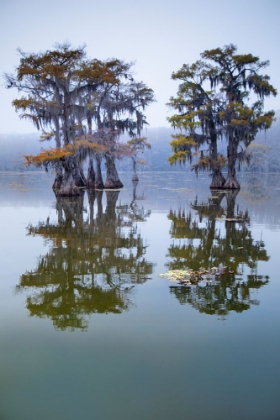 Picture of BALD CYPRESS TURNING TO FALL COLOR AS LEAVES DIE- CADDO LAKE- TEXAS.