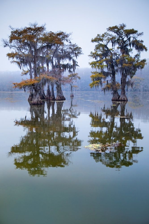 Picture of BALD CYPRESS TURNING TO FALL COLOR AS LEAVES DIE- CADDO LAKE- TEXAS.