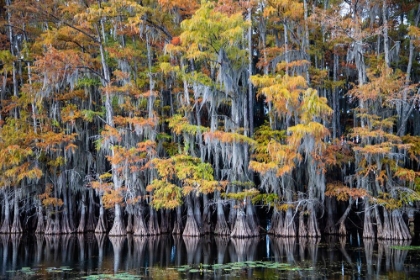 Picture of BALD CYPRESS TREES AND WATER LILIES AT CADDO LAKE- TEXAS
