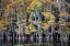 Picture of BALD CYPRESS TREES AND WATER LILIES AT CADDO LAKE- TEXAS