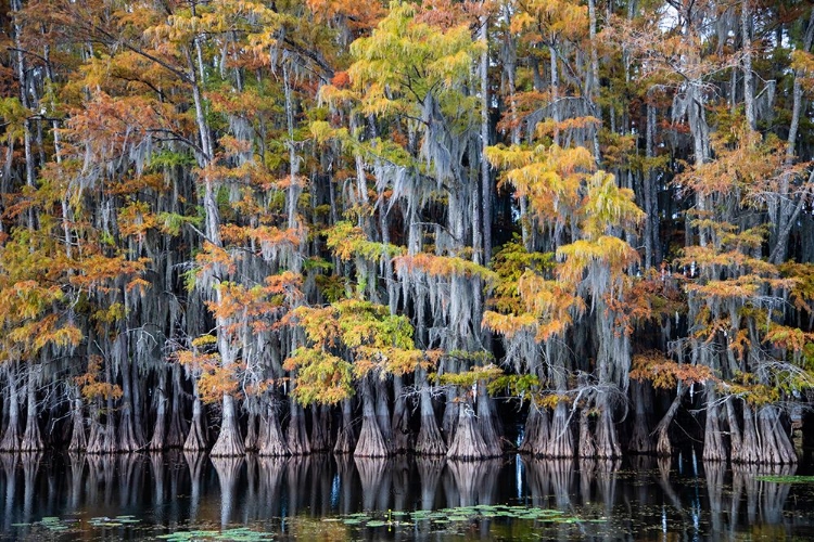 Picture of BALD CYPRESS TREES AND WATER LILIES AT CADDO LAKE- TEXAS