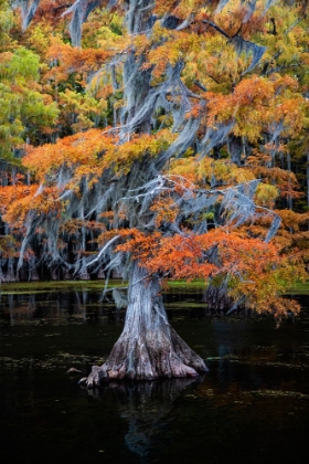 Picture of BALD CYPRESS AND SPANISH MOSS IN AUTUMN COLOR