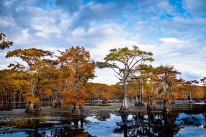 Picture of BALD CYPRESS IN AUTUMN COLOR AT CADDO LAKE- TEXAS.