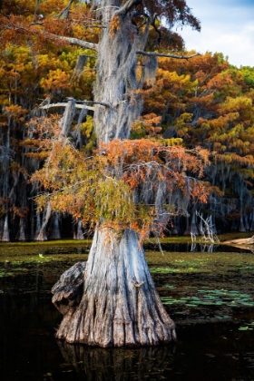 Picture of BALD CYPRESS AND SPANISH MOSS- CADDO LAKE- TEXAS
