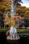 Picture of BALD CYPRESS AND SPANISH MOSS- CADDO LAKE- TEXAS