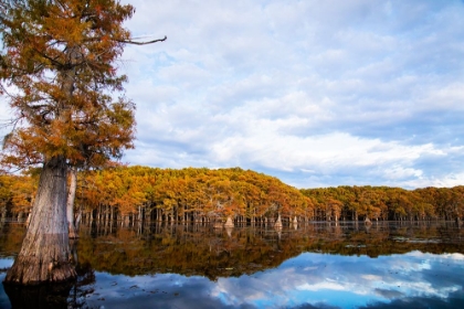 Picture of BALD CYPRESS FOREST- CADDO LAKE- TEXAS