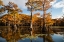 Picture of BALD CYPRESS IN FALL COLOR