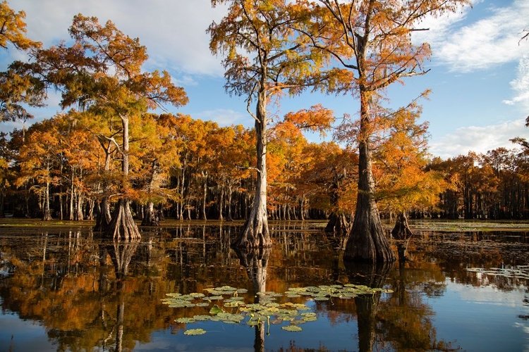 Picture of BALD CYPRESS IN FALL COLOR