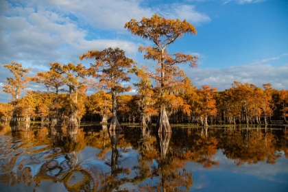 Picture of BALD CYPRESS IN FALL COLOR