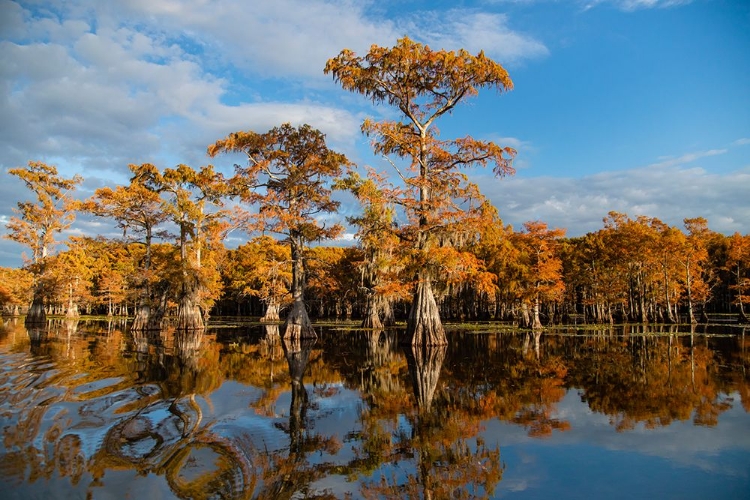 Picture of BALD CYPRESS IN FALL COLOR