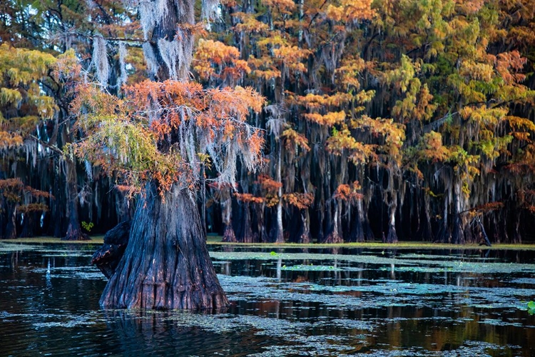 Picture of BALD CYPRESS IN FALL COLOR