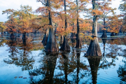 Picture of BALD CYPRESS IN FALL COLOR