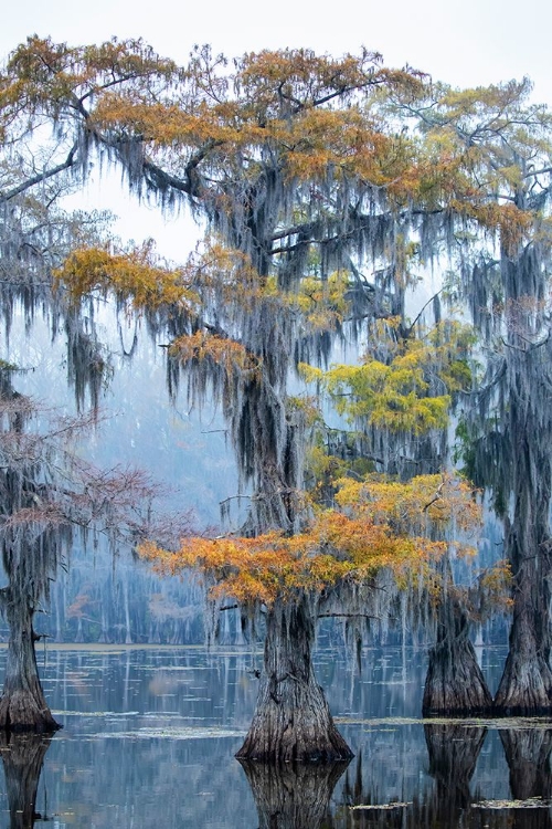 Picture of BALD CYPRESS IN FALL COLOR