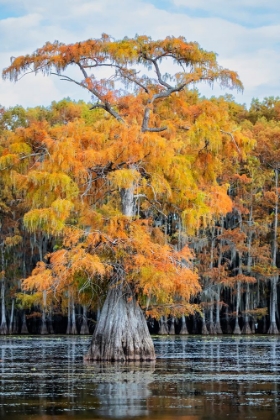 Picture of BALD CYPRESS IN AUTUMN COLOR