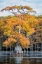 Picture of BALD CYPRESS IN AUTUMN COLOR