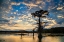 Picture of BALD CYPRESS SILHOUETTED AT SUNRISE- CADDO LAKE- TEXAS