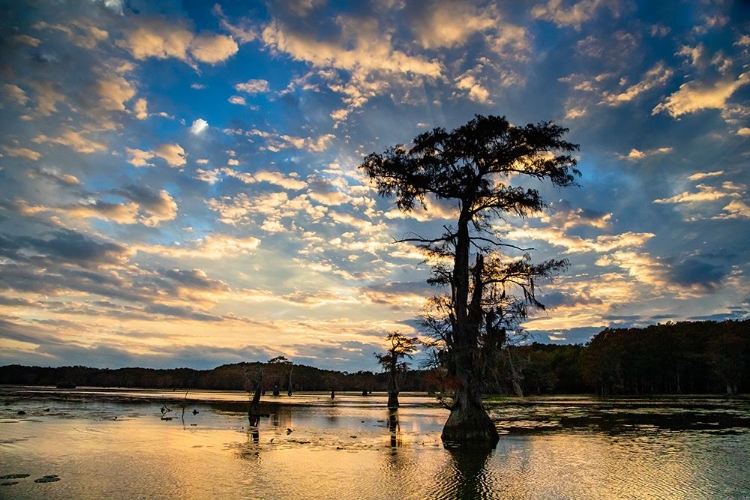 Picture of BALD CYPRESS SILHOUETTED AT SUNRISE- CADDO LAKE- TEXAS