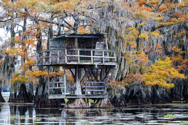 Picture of BALD CYPRESS IN AUTUMN COLOR