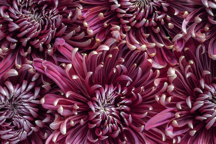 Picture of CHRYSANTHEMUMS (MUMS).