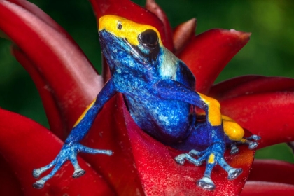 Picture of CLOSE-UP OF POISON DART FROG ON PLANT.
