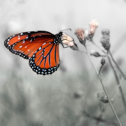 Picture of MONARCH BUTTERFLY