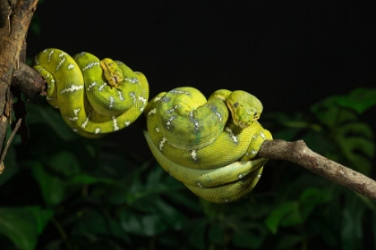 Picture of EMERALD TREE BOA COILED- CAPTIVE- NATIVE TO SOUTH AMERICA