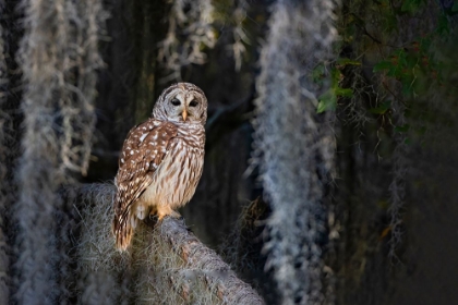 Picture of BARRED OWL PERCHED IN BALD CYPRESS FOREST WITH SPANISH MOSS
