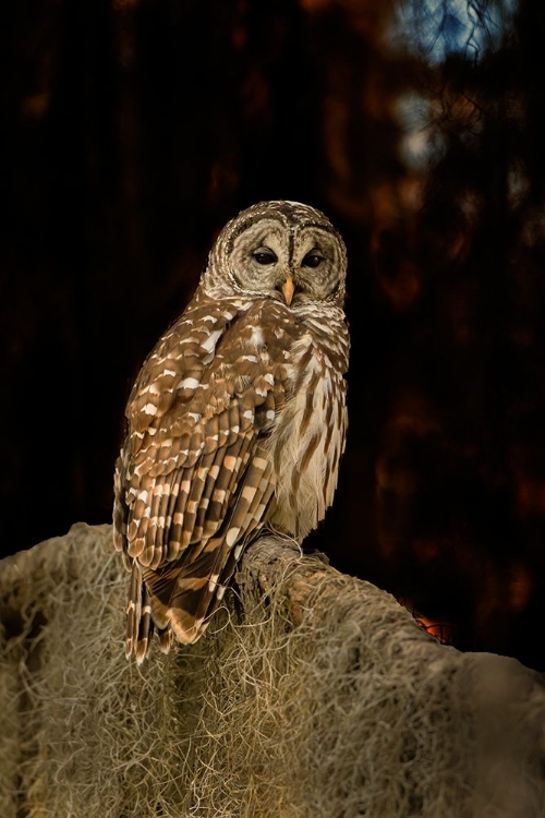 Picture of BARRED OWL PERCHED IN BALD CYPRESS FOREST WITH SPANISH MOSS