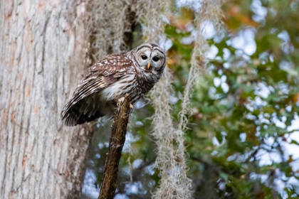 Picture of BARRED OWL PERCHED IN BALD CYPRESS FOREST WITH SPANISH MOSS