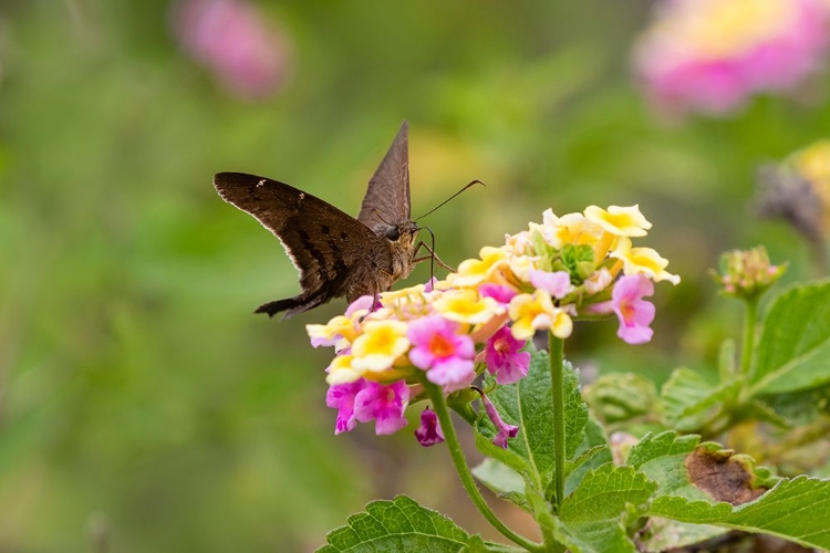 Picture of BROWN LONGTAIL NECTARING AT LANTANA BLOOMS