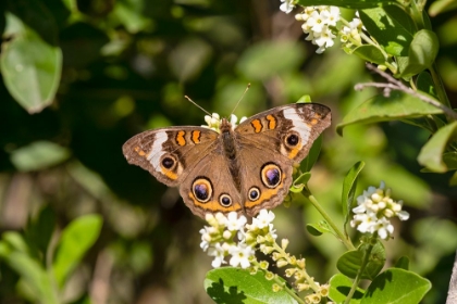 Picture of COMMON BUCKEYE BUTTERFLY NECTARING