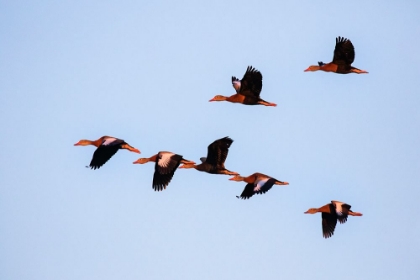 Picture of BLACK-BELLIED WHISTLING DUCK IN FLIGHT