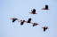 Picture of BLACK-BELLIED WHISTLING DUCK IN FLIGHT