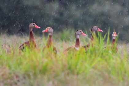 Picture of BLACK-BELLIED WHISTLING DUCK IN FLIGHT