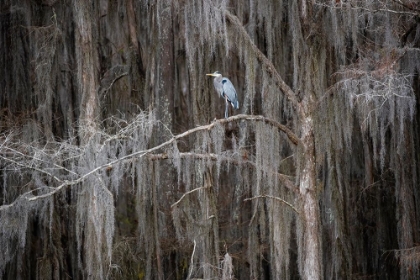 Picture of GREAT BLUE HERON IN BALD CYPRESS FOREST