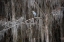 Picture of GREAT BLUE HERON IN BALD CYPRESS FOREST