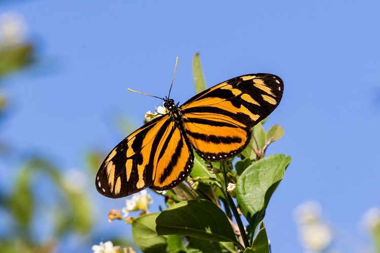 Picture of ISABELLAS HELICONIAN NECTARING