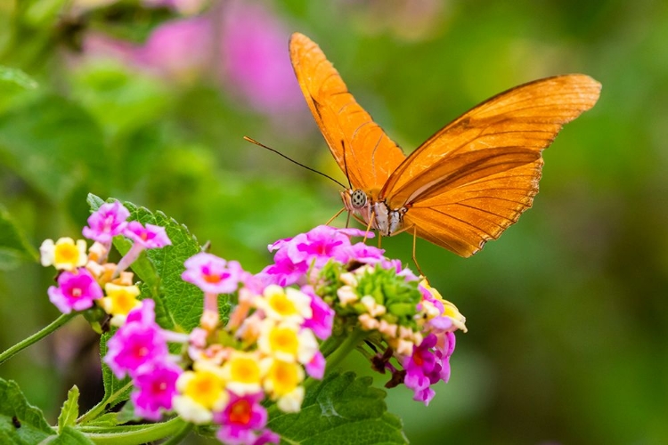 Picture of JULIA HELICONIAN NECTARING AT LANTANA FLOWERS