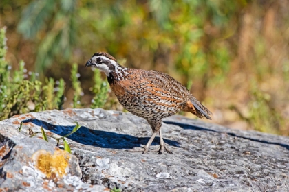 Picture of NORTHERN BOBWHITE MALE ON ROCK