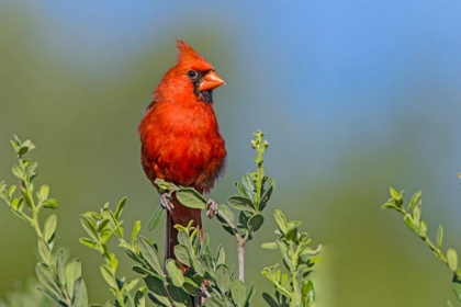 Picture of NORTHERN CARDINAL- MALE PERCHED IN TEXAS PERSIMMON BUSH- SOUTHWEST TEXAS.